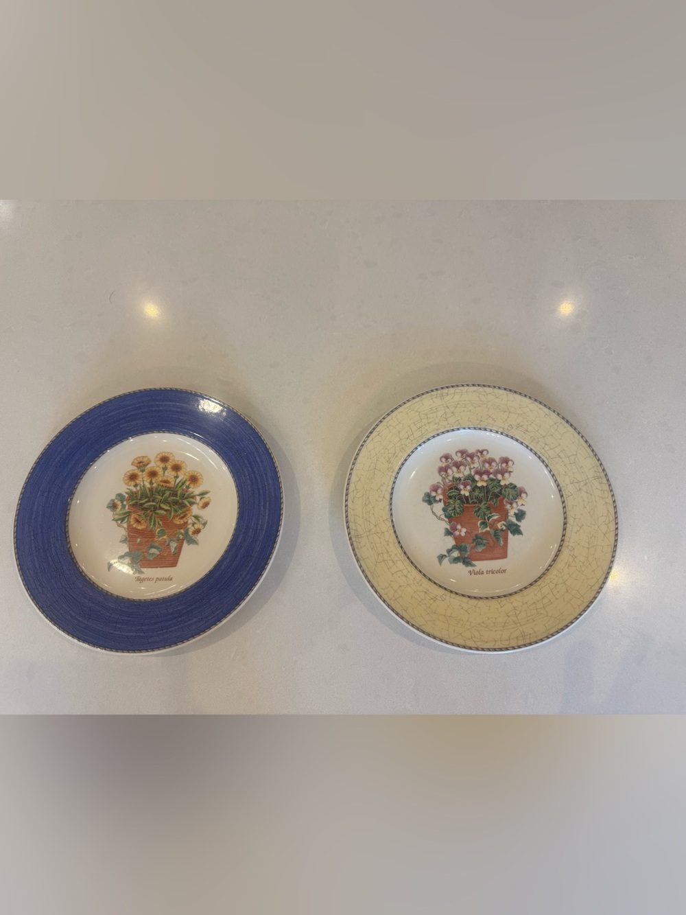Sarah’s Garden Wedgwood set of 2 dessert/salad plates - Blue and Cream.